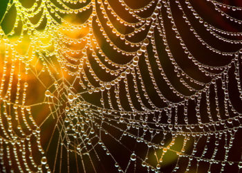 The future of networking: Open source networking is the ‘new norm’