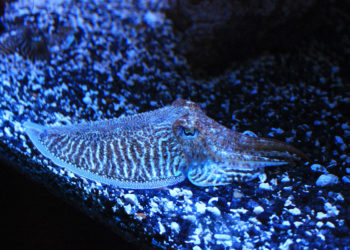 Ubuntu’s Cosmic Cuttlefish brings performance improvements and more